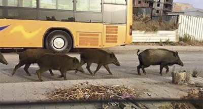 عاصمة الجزائر الوسخة أصبحت عاصمة “الخنازير البرية” لكثرة الأزبال فيها