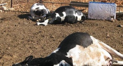 نوع خطير من الحمى القلاعية يضرب أبقار وماشية وبعير الجزائر و أيادي خارجية السبب